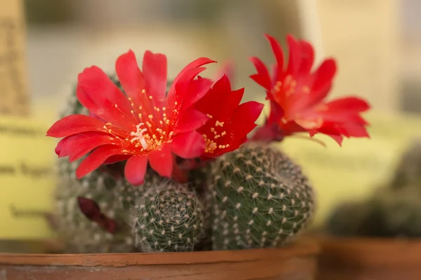 Rebutia krainziana — Zdjęcie stockowe