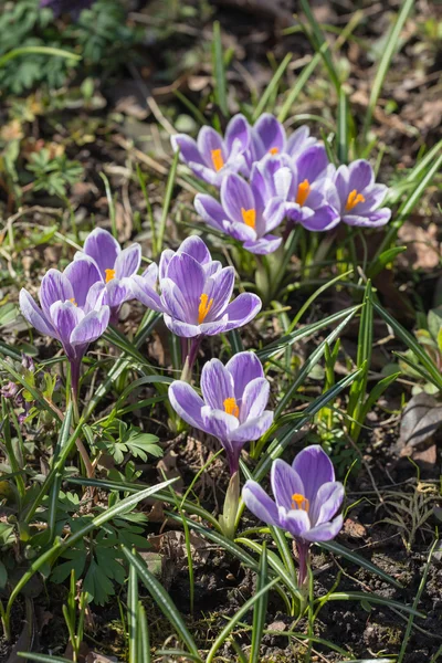 Krokusy — Stock fotografie