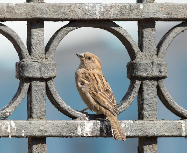 Sparrow sits on a metal fence — Stock Photo, Image