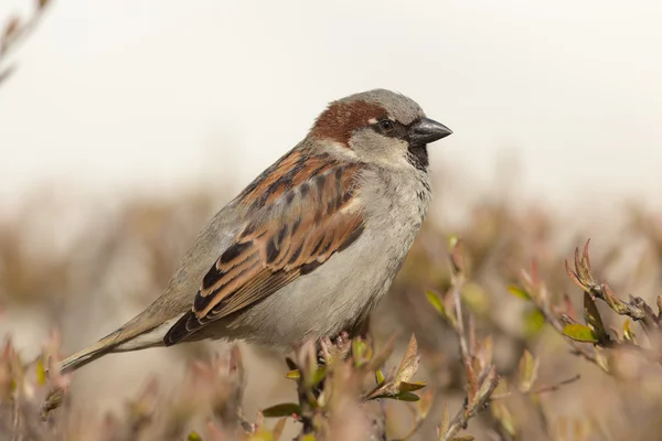 Sparrow fechar — Fotografia de Stock