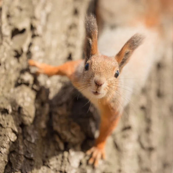 Περίεργος σκίουρος closeup — Φωτογραφία Αρχείου
