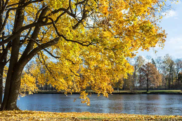 金色的叶子与枫树 — 图库照片