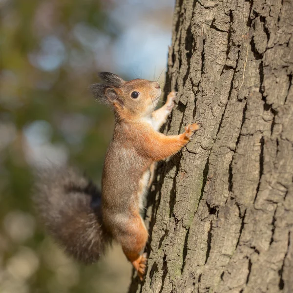 Wiewiórka wspina Obraz Stockowy