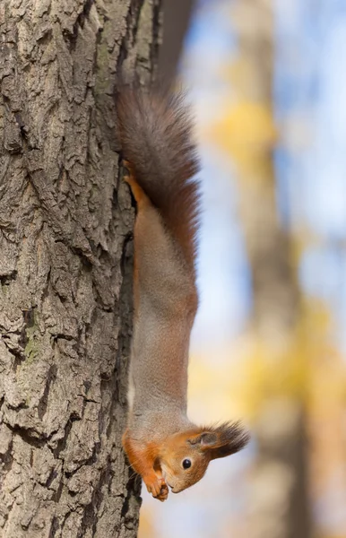 Bekväm ställning — Stockfoto