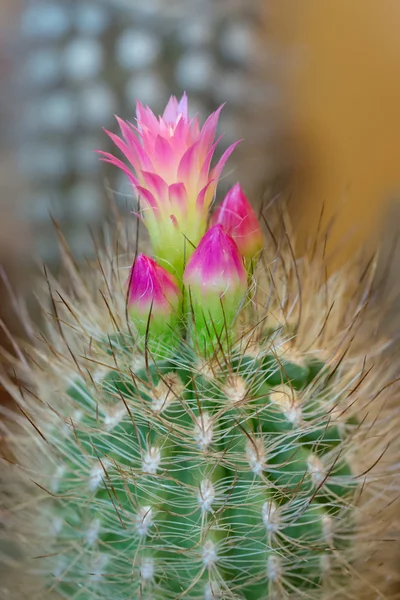 Pembe çiçekli kaktüs — Stok fotoğraf