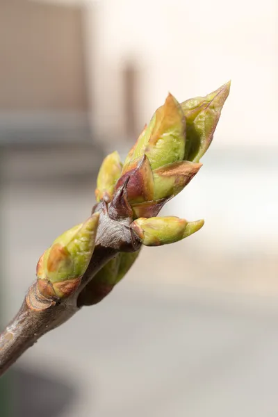Acacia green buds — Stock Photo, Image