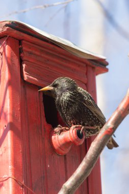 Kırmızı kuş yuvası üzerine sığırcık