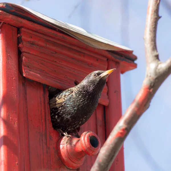 Starling in the birdhouse — Stock Photo, Image