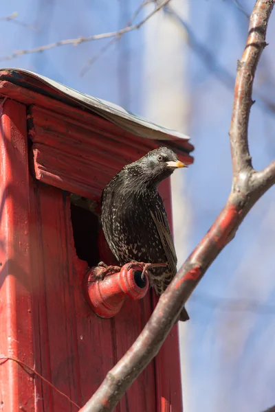 Szpak na birdhouse — Zdjęcie stockowe