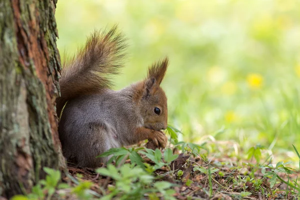 Eekhoorn close-up — Stockfoto