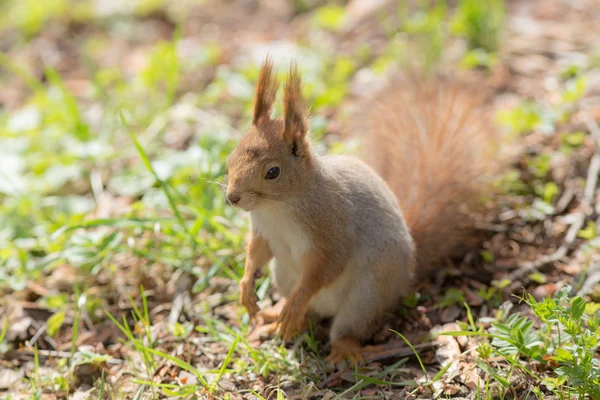 Eichhörnchen aus nächster Nähe — Stockfoto