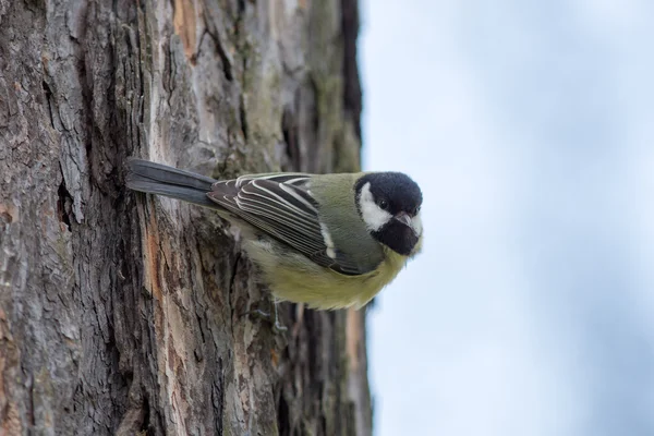 Titmouse a fa törzse — Stock Fotó