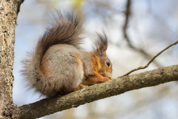 Eichhörnchen — Stockfoto