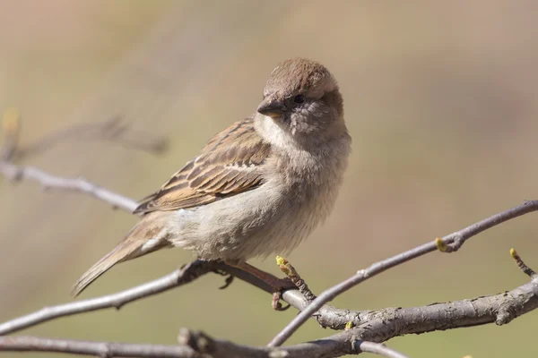 Moineau sur une branche — Photo