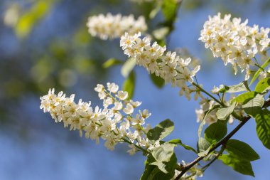 kuş kiraz yakın çekim