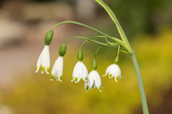 Flor de primavera blanca — Foto de Stock