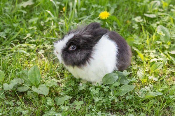 ウサギの肖像画 — ストック写真