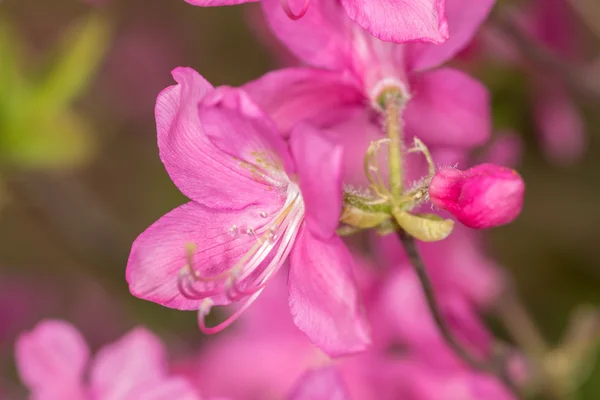 Rhododendron-Blüten Nahaufnahme — Stockfoto