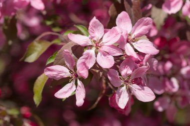 elma pembe çiçekler