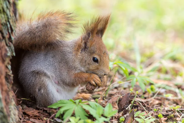 Wiewiórki jeść smaczne stożek — Zdjęcie stockowe