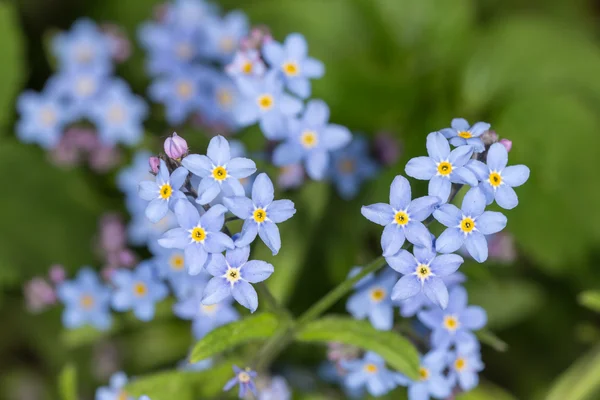 Vergeet-mij-niet bloemen in het voorjaar — Stockfoto