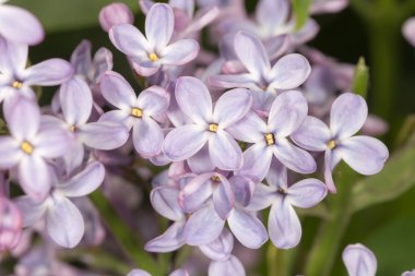 Leylak Bahar yakın çekim