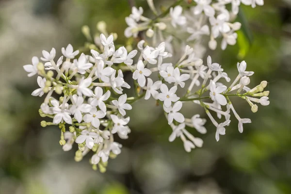 White lilac close up — Stock Photo, Image