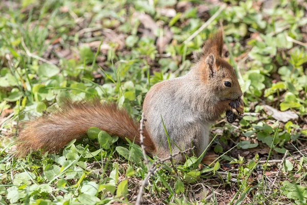 Squirrel eating cone — Stock Photo, Image
