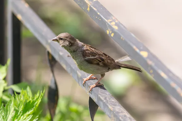 Sparrow on the metal fence — Stock Photo, Image