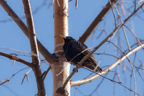 Starling em um ramo — Fotografia de Stock