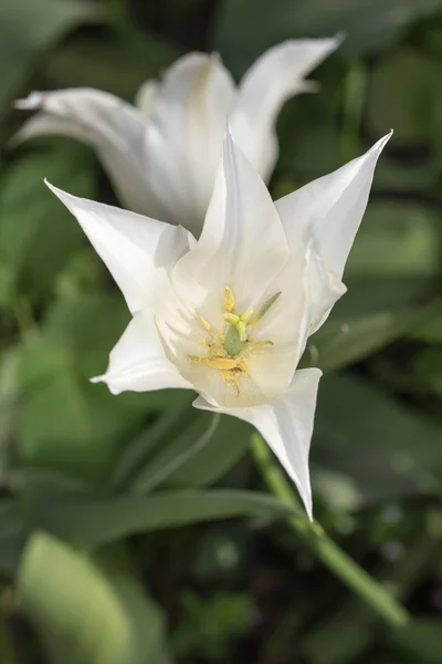 Tulipani bianchi — Foto Stock