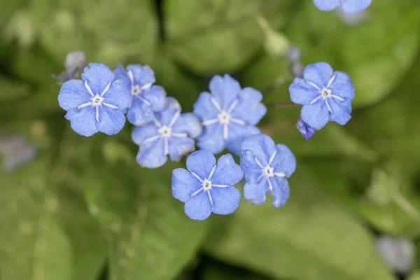 Μπλε λουλούδια άνοιξη — Φωτογραφία Αρχείου