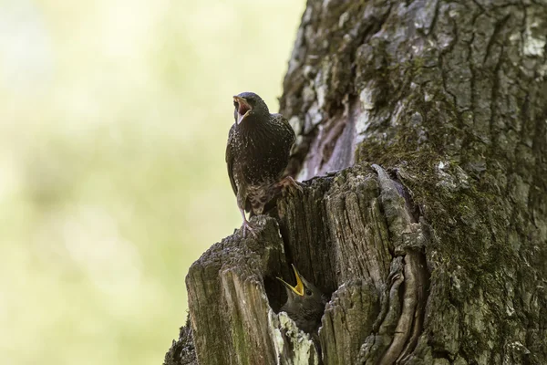 Starling and his hungry nestling — Stock Photo, Image