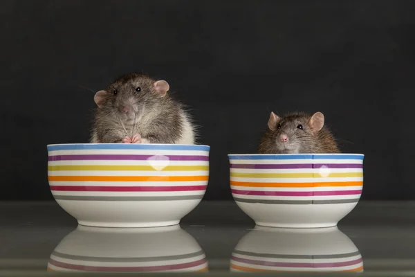 Two domestic rats — Stock Photo, Image