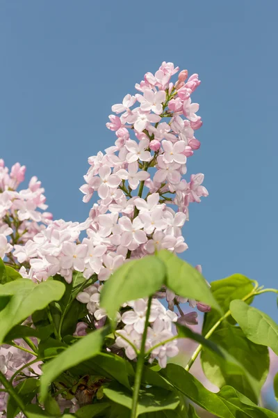 Fliederzweig im Frühling — Stockfoto