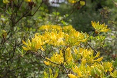 Ormangülü gandavense