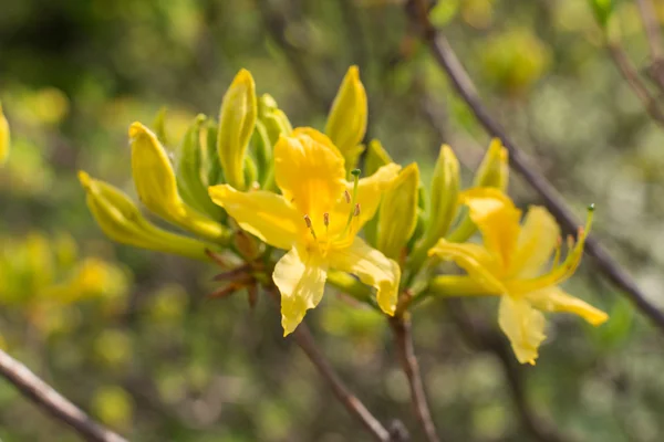 Gele rhododendron close-up — Stockfoto