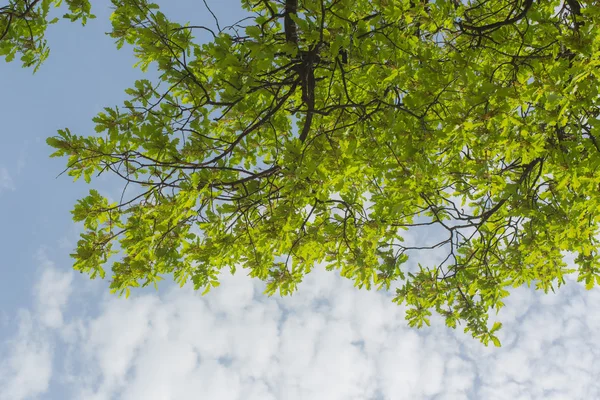 Spring leaves — Stock Photo, Image