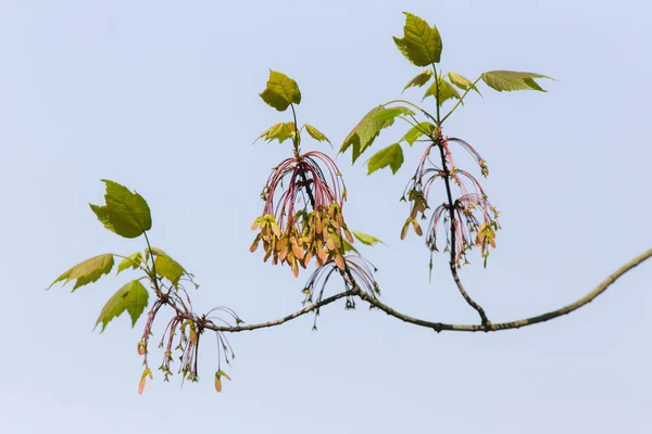 メープルの木の枝 — ストック写真