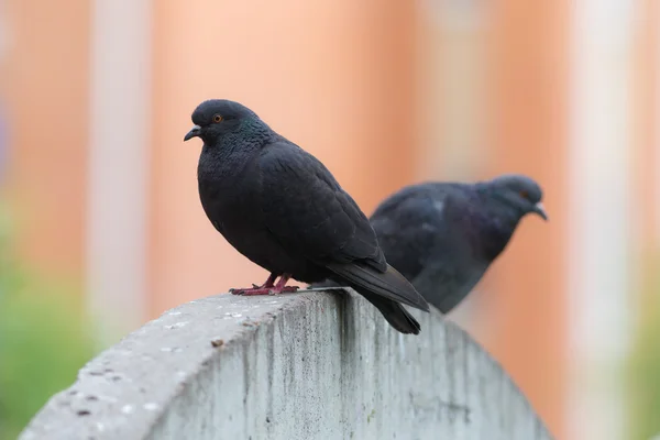 Taube sitzt auf einem Betonzaun — Stockfoto