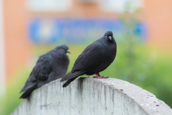 Dos paloma negra — Foto de Stock