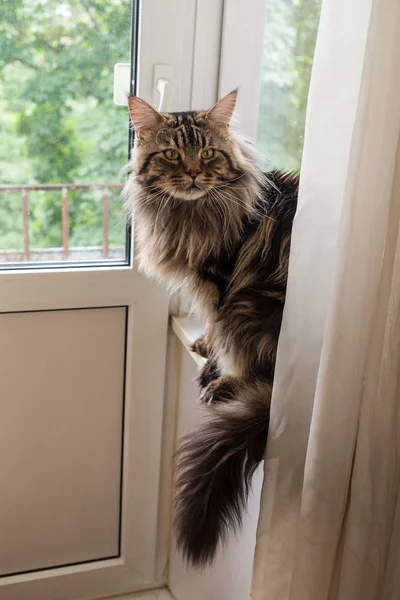 Katt maine coon — Stockfoto