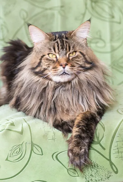 Rasy Maine coon z bliska — Zdjęcie stockowe