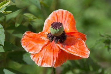 Yaz aylarında Kırmızı gelincik