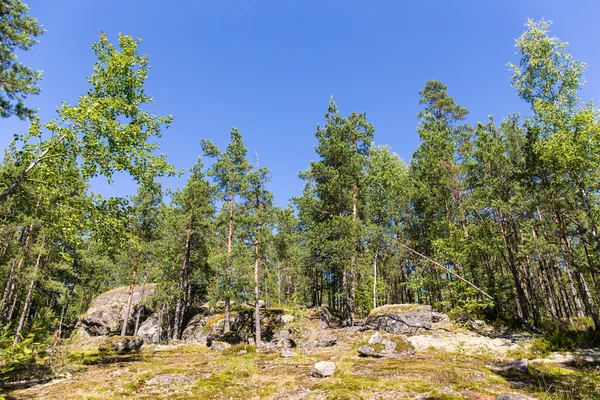 Zomer bos — Stockfoto