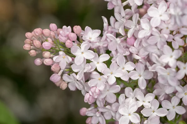 Lilla primaverile — Foto Stock