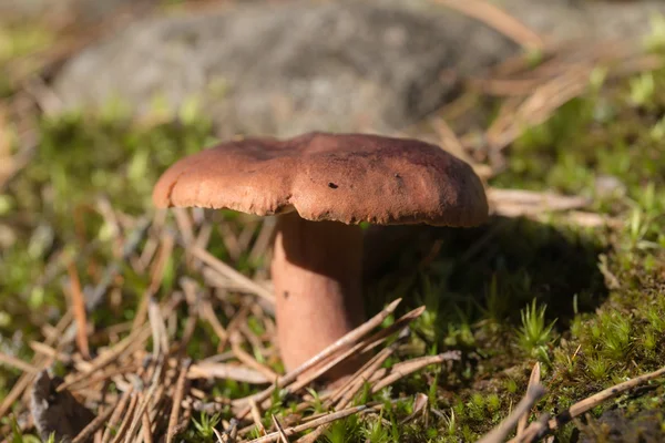 Lactarius rufus close-up — Fotografia de Stock