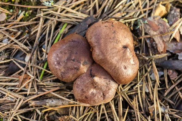 Молодий гриби — стокове фото