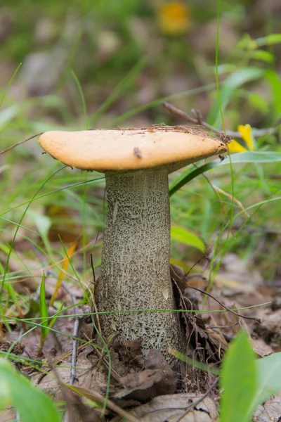 橙色帽牛肝菌蘑菇 — 图库照片