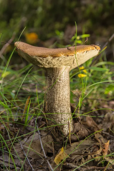 Orange-cap boletus closeup — Stock Photo, Image